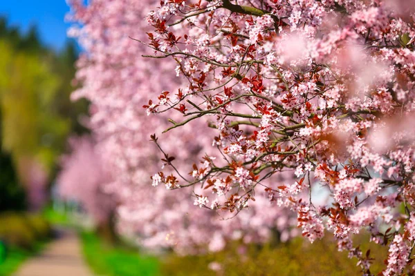Callejón Primavera Cerezos Rosados Polonia —  Fotos de Stock
