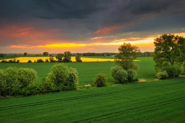 Kuning Rapeseed Field Saat Matahari Terbenam Sobieszewo Polandia — Stok Foto