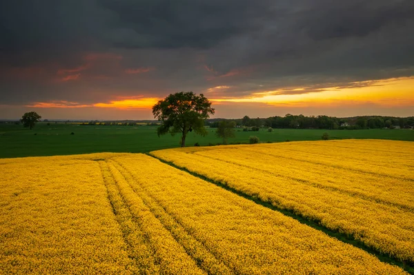Campo Colza Amarelo Pôr Sol Sobieszewo Polónia — Fotografia de Stock