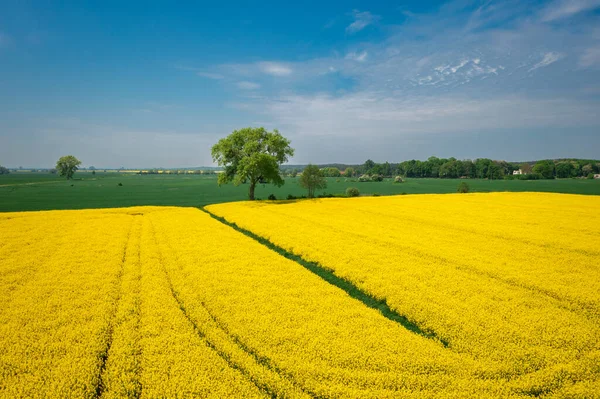 Yellow Rapeseed Field Sunny Day Sobieszewo Island Poland — Stock Photo, Image