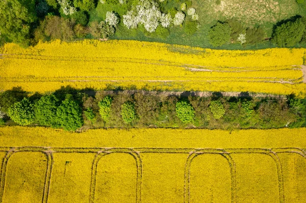Žluté Pole Řepky Slunečného Dne Ostrov Sobieszewo Polsko — Stock fotografie