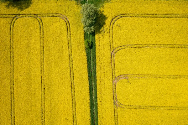 Žluté Pole Řepky Slunečného Dne Ostrov Sobieszewo Polsko — Stock fotografie