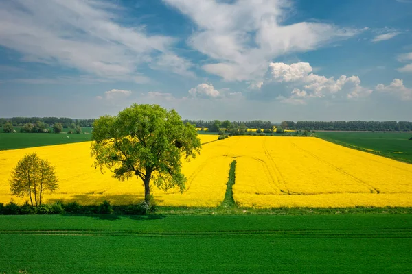 Жовтий Хребет Сонячний День Острів Собешево Польща — стокове фото