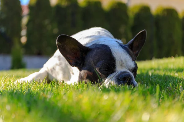 Bulldog Francés Acostado Jardín Soleado Con Césped Verde — Foto de Stock