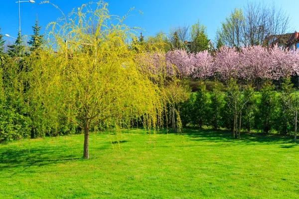 stock image Weeping willow tree in the home garden