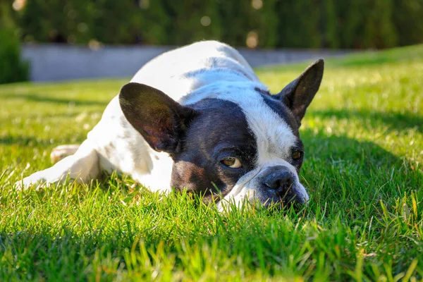 Bulldog Francês Deitado Jardim Ensolarado Com Gramado Verde — Fotografia de Stock