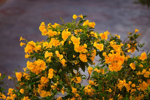 Tropikalne Żółte Kwiaty Marsa Alam Egipt — Zdjęcie stockowe