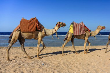 Marsa Alam, Mısır 'daki Kızıldeniz plajında develer