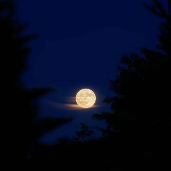 六月的满月笼罩着树木 — 图库照片