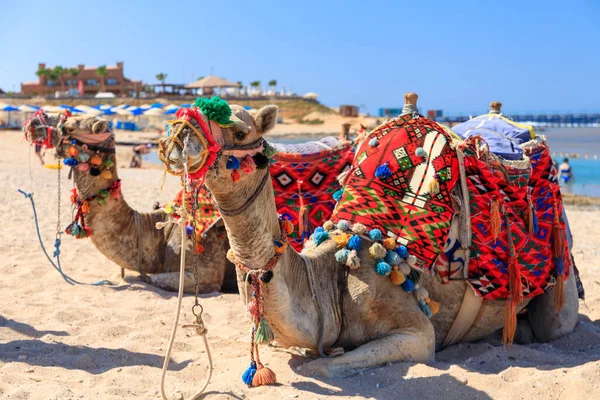 Camelos Praia Mar Vermelho Marsa Alam Egito — Fotografia de Stock