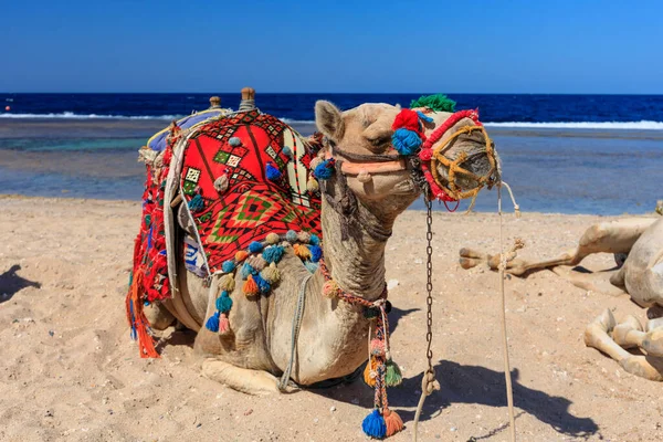 Верблюд Пляже Красного Моря Марса Аламе Египет — стоковое фото
