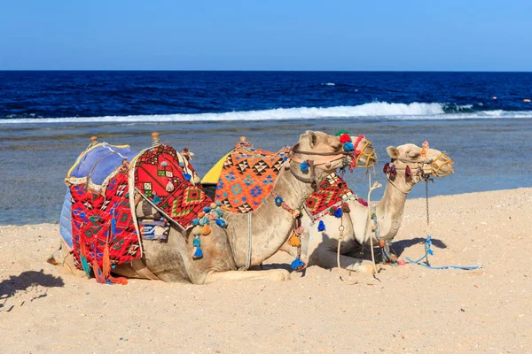 Kamele Strand Von Marsa Alam Ägypten — Stockfoto