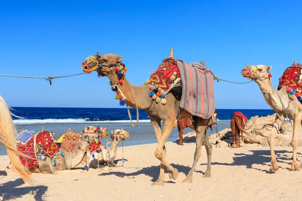 Верблюды Пляже Красного Моря Марса Аламе Египет — стоковое фото