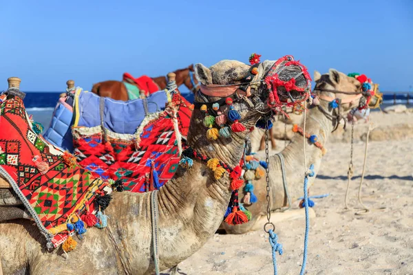 Wielbłądy Plaży Morza Czerwonego Marsa Alam Egipt — Zdjęcie stockowe