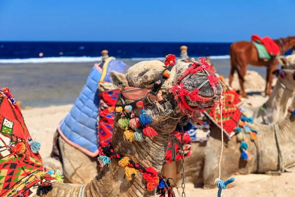 Camellos Playa Del Mar Rojo Marsa Alam Egipto —  Fotos de Stock