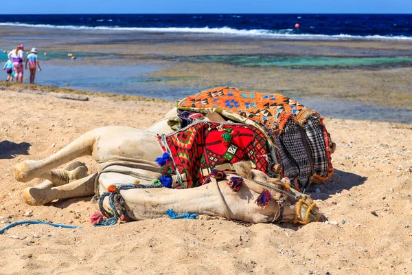 Velbloudi Pláži Rudého Moře Marsa Alam Egypt — Stock fotografie