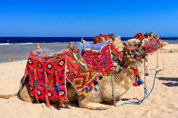 Cammelli Sulla Spiaggia Del Mar Rosso Marsa Alam Egitto — Foto Stock