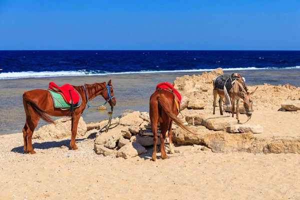 Konie Plaży Morza Czerwonego Marsa Alam Egipt — Zdjęcie stockowe