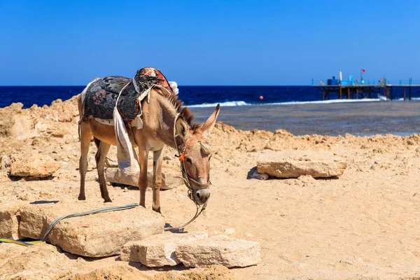 エジプトのマルサ アラムの紅海のビーチのロバ — ストック写真
