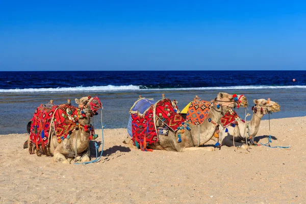 Cammelli Sulla Spiaggia Del Mar Rosso Marsa Alam Egitto — Foto Stock