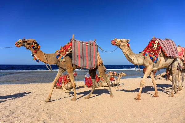 Верблюди Узбережжі Червоного Моря Марса Алам Єгипет — стокове фото