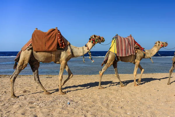 Camels Red Sea Beach Marsa Alam Egypt — Stock Photo, Image