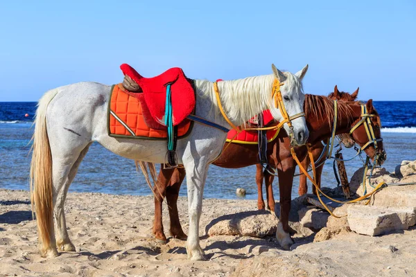 Cavalli Sulla Spiaggia Del Mar Rosso Marsa Alam Egitto — Foto Stock