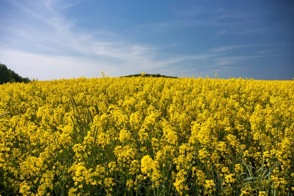 Landscape Yellow Rapeseed Field Blue Sky Poland — Stock Photo, Image