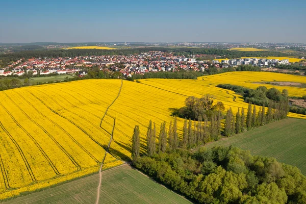 stock image Aerial landscape of the yellow rapeseed field under blue sky, Poland