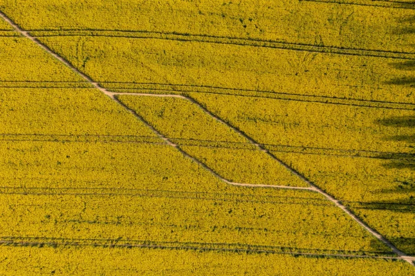 Luftbild Des Gelben Rapsfeldes Unter Blauem Himmel Polen — Stockfoto