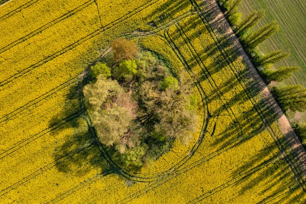Mavi Gökyüzünün Altındaki Sarı Kolza Tohumu Tarlasının Havadan Manzarası Polonya — Stok fotoğraf