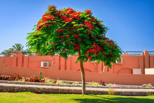 Marsa Alam Egypten Maj 2023 Vackra Trädgårdar Akassia Swiss Resort — Stockfoto
