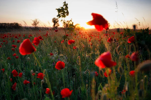 Чудова Лука Маковими Квітами Заході Сонця Польща — стокове фото