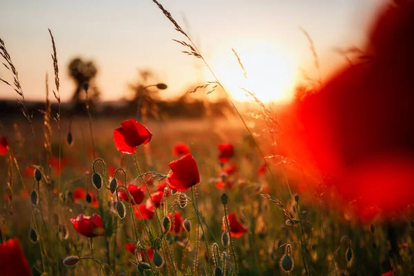 Schöne Wiese Mit Den Mohnblumen Bei Sonnenuntergang Polen — Stockfoto