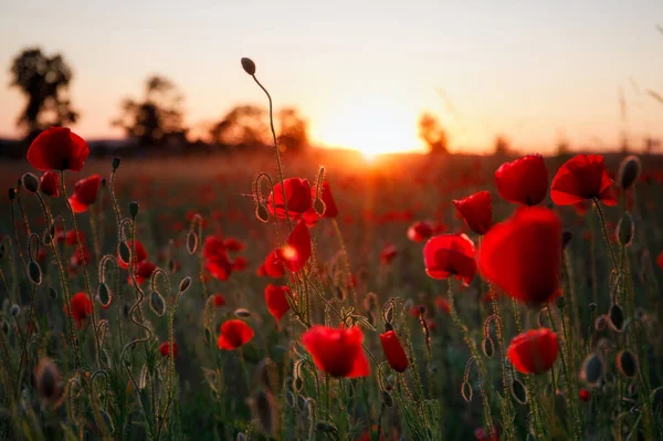 波兰美丽的草地 日落时开着罂粟花 — 图库照片