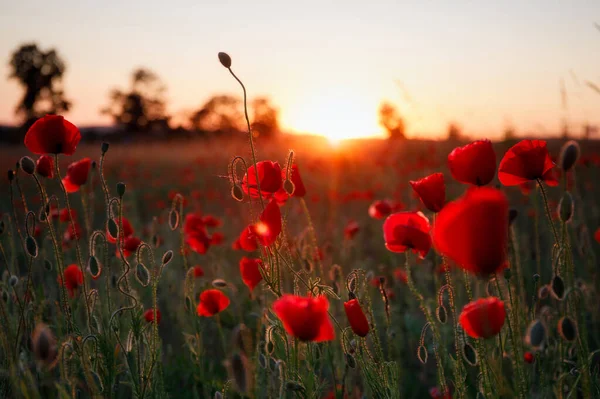 Bellissimo Prato Con Fiori Papavero Tramonto Polonia — Foto Stock