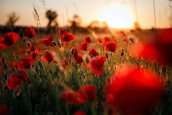 Gyönyörű Rét Mákos Virágokkal Naplementekor Lengyelország — Stock Fotó