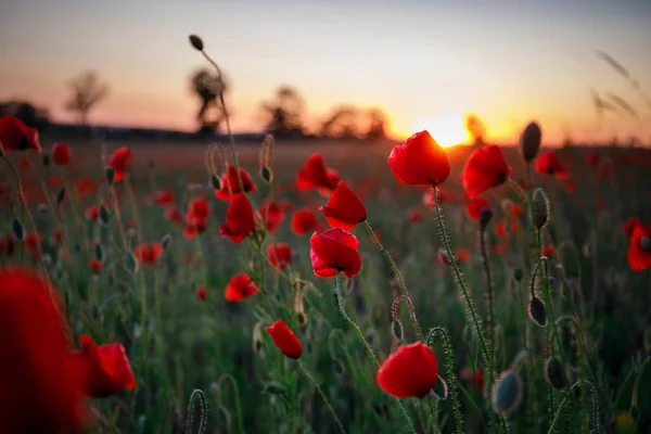 Schöne Wiese Mit Den Mohnblumen Bei Sonnenuntergang Polen — Stockfoto