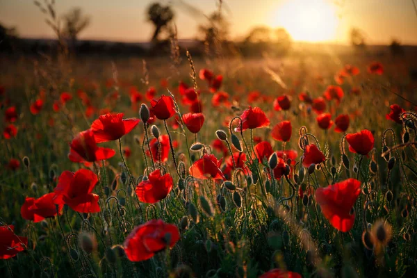 ポーランドの日没時にケシの花と美しい牧草地 — ストック写真