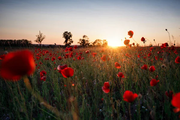 Krásná Louka Makovými Květy Při Západu Slunce Polsko — Stock fotografie