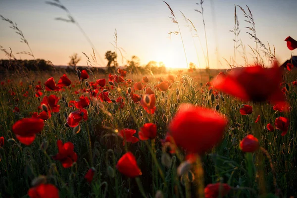 Vacker Äng Med Vallmo Blommor Vid Solnedgången Polen — Stockfoto