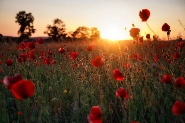 Beautiful meadow with the poppy flowers at sunset, Poland.