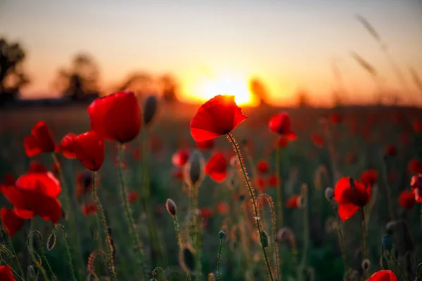 Vacker Äng Med Vallmo Blommor Vid Solnedgången Polen — Stockfoto