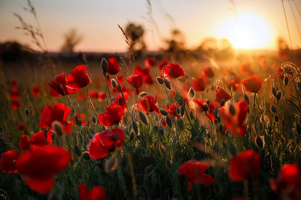 Beautiful Meadow Poppy Flowers Sunset Poland — Stock Photo, Image