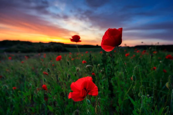 Beautiful Meadow Poppy Flowers Sunset Poland — Stock Photo, Image