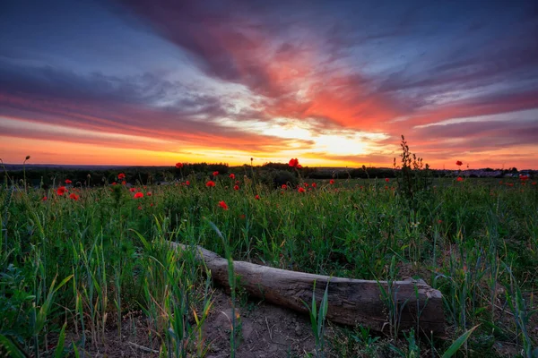 Belle Prairie Avec Les Fleurs Pavot Coucher Soleil Pologne — Photo