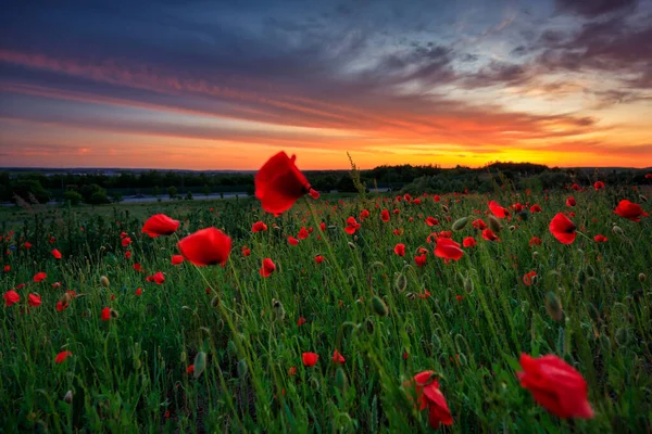 Gün Batımında Gelincik Çiçekleri Olan Güzel Çayır Polonya — Stok fotoğraf
