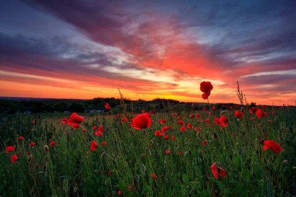 Gün Batımında Gelincik Çiçekleri Olan Güzel Çayır Polonya — Stok fotoğraf