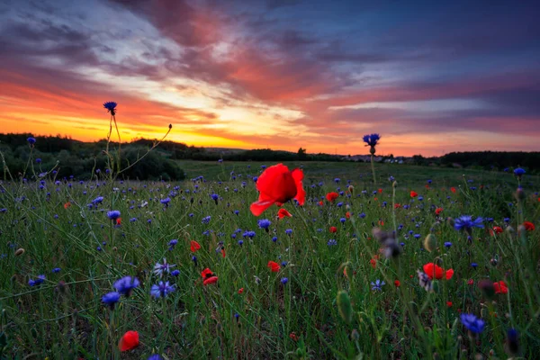 Чудова Лука Маковими Квітами Заході Сонця Польща — стокове фото