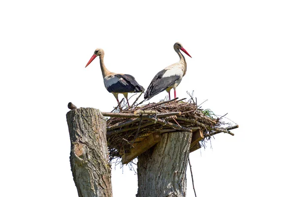 Storks Nest Isolated White — Stock Photo, Image